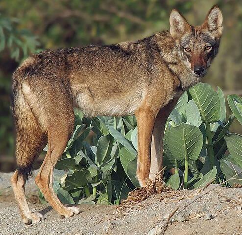 Een wolf in een droog landschap