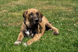 Kom alles te weten over de fila brasileiro