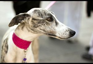 De galgo español: een sterk ras met een rijke geschiedenis