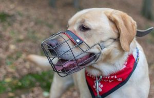 Hoe leer je je hond om een muilkorf te dragen?