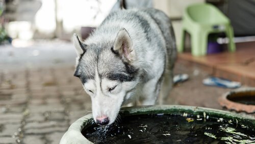 Husky drinkt