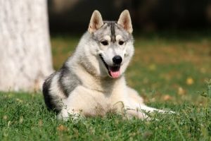 Hebben honden emotionele intelligentie?