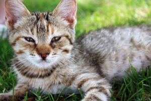 Zijn katten slimmer dan honden? Nee!