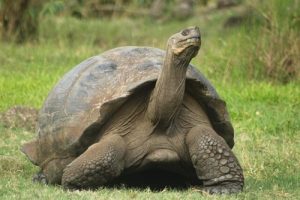 Dit is de top 8 van langstlevende dieren