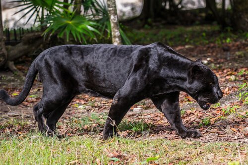 De panter: kenmerken, gedrag en habitat