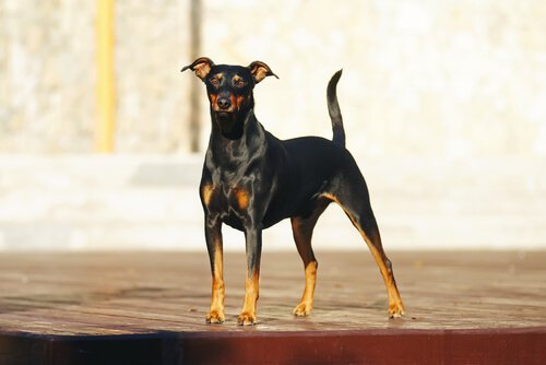 Pinscher