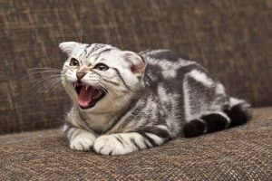 Hoe train je een rebelse kat?
