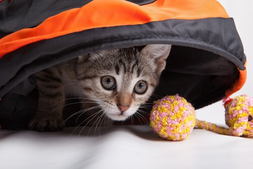 Een kat speelt met een bolletje
