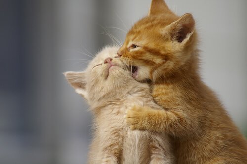 Spelende jonge katten