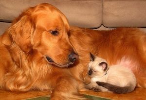 Enkele tips voor het welzijn van je huisdier