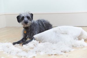 6 frequente gedragsproblemen bij honden