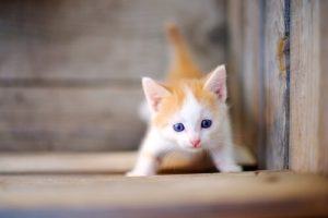 Zorg voor kittens: enkele eenvoudige tips