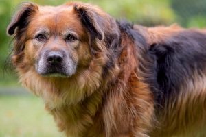 Het schuldige gezicht van een hond : wat verbergt hij?