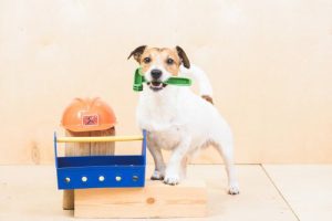 Klusjes voor honden: welke taken kunnen ze uitvoeren?