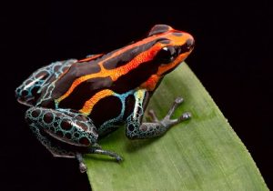 Wat zijn eigenlijk de 5 dodelijkste dieren?