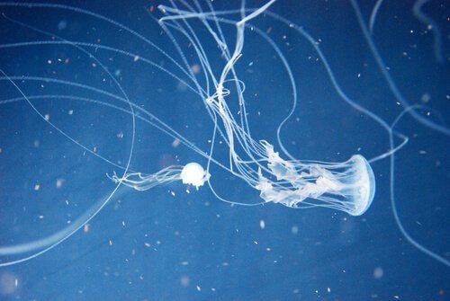 Australische zeewespen