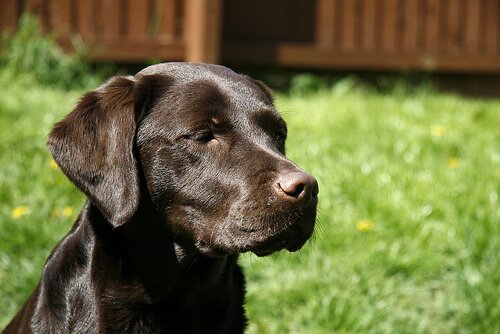 Bruine labrador in een achtertuin