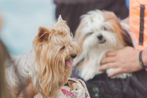 Hoe je het beste met je huisdier praat