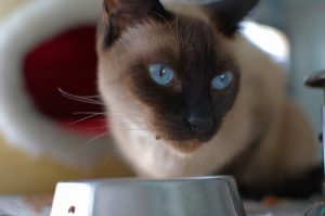 Zelf kattenvoer maken met deze gezonde recepten