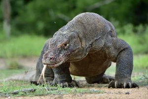 De komodovaraan: leer alles over dit "monster"