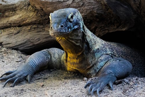 Komodovaraan onder boomstronk