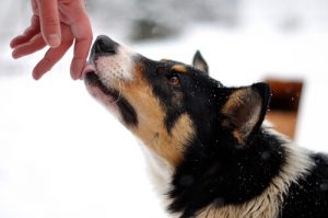 Wat betekent het wanneer een hond je likt?