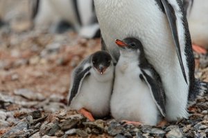 Adopteer een pinguïn
