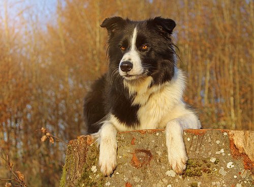 Border collies kunnen geen ontstekingsremmers innemen