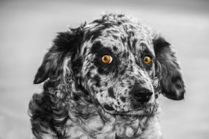 Alles over de carea leonés schaapshond