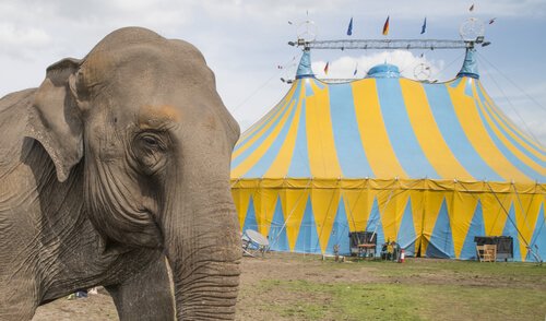 Olifant die het slachtoffer is van verborgen dierenmishandeling