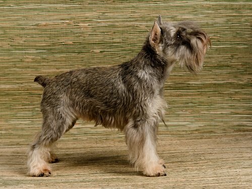Dwergschnauzer
