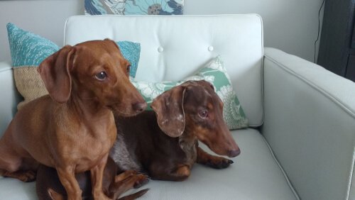 Twee honden die tijd met elkaar doorbrengen