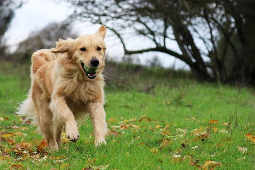 Golden retriever