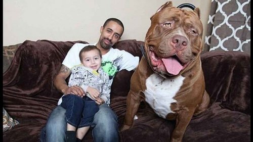 De grootste pitbull ter wereld