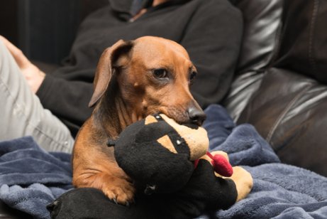 Hond bijt knuffel