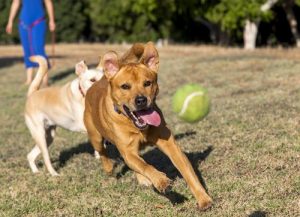 Hoe kan je een hond leren apporteren?