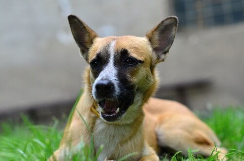 Hond ligt in het gras