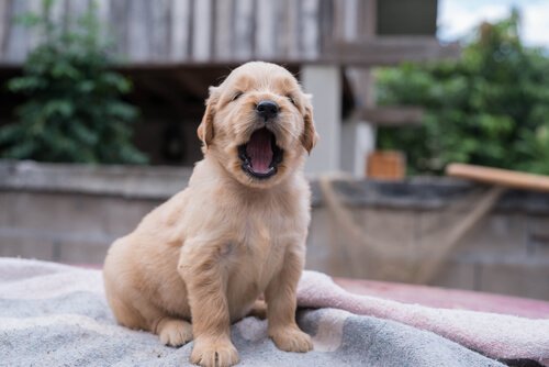 Een hond alleen