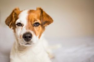 Weet jij waarom honden jaloers worden?
