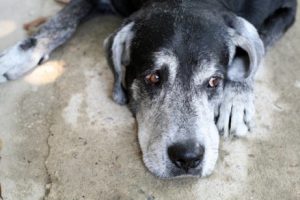 Wat is de levensverwachting van een hond?