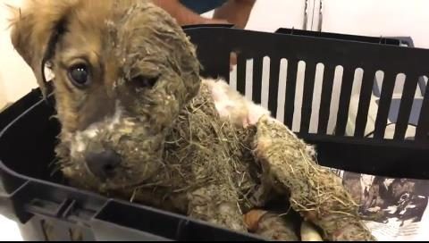 Pascal de puppy bedekt in lijm