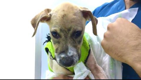 Pascal de puppy bedekt in lijm