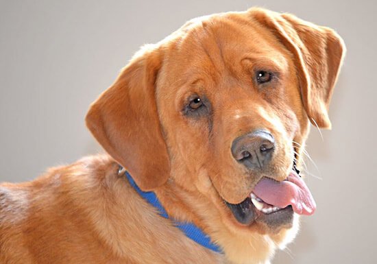 Eastwood de pup met specifieke behoeften