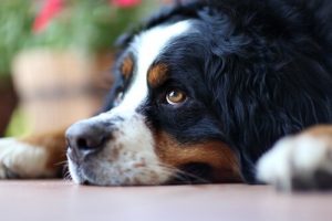 Wat je moet doen voordat je je hond achterlaat
