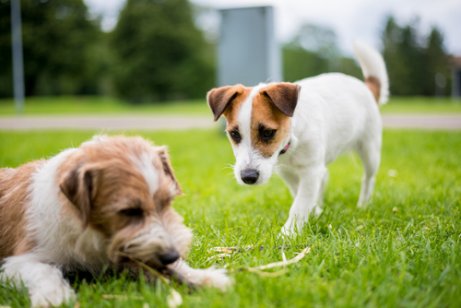Wat doe je met een jaloerse hond