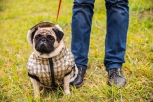 Hoe overbeschermde honden agressief kunnen worden