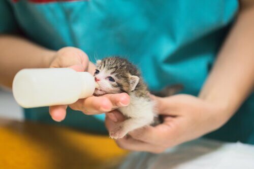 Kitten krijgt melk