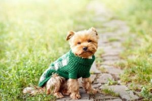 Kleding en accessoires voor honden