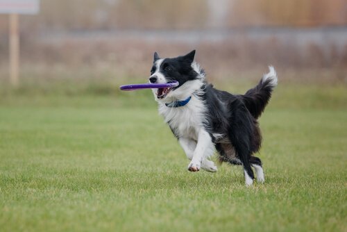 bordercollie vangt een frisbee