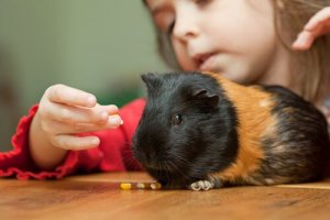 Geweldige trucjes die je een cavia kunt leren